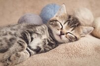 【シニア向け】申請しないともらえないお金一覧表《給付金・補助金・手当》8選