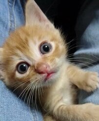 【子猫→成猫で激変】本当に同じ猫？目覚ましい成長ぶりに思わず笑ってしまう