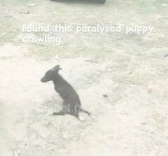 麻痺して道路を這っていた子犬「ビジュリー」、懸命な治療で少しずつ回復する姿に感動