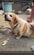 「もっと早く助けたかった」安楽死を望まれていた老犬、渾身の闘病生活にSNSで感動の声