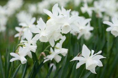 冬のホワイトガーデン】雪のように美しい《寒さに強い花》10選！日陰