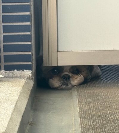 ベランダの隙間からこんにちは…