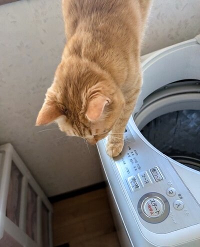 洗濯機に上る猫ちゃん