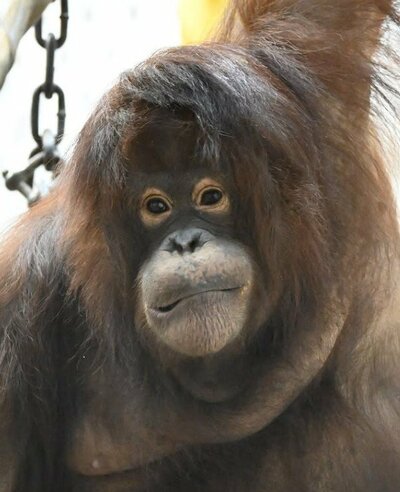 愛媛県立とべ動物園