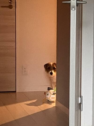 投稿の画像