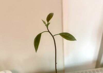 次々に葉が出て茎が伸びる様子を観察するのも楽しい