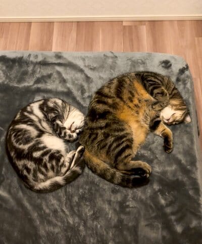 2匹の猫でした