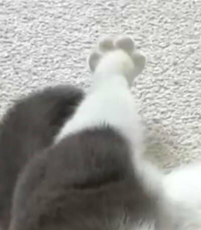 前足を伸ばした瞬間、肉球が開くおもちちゃん