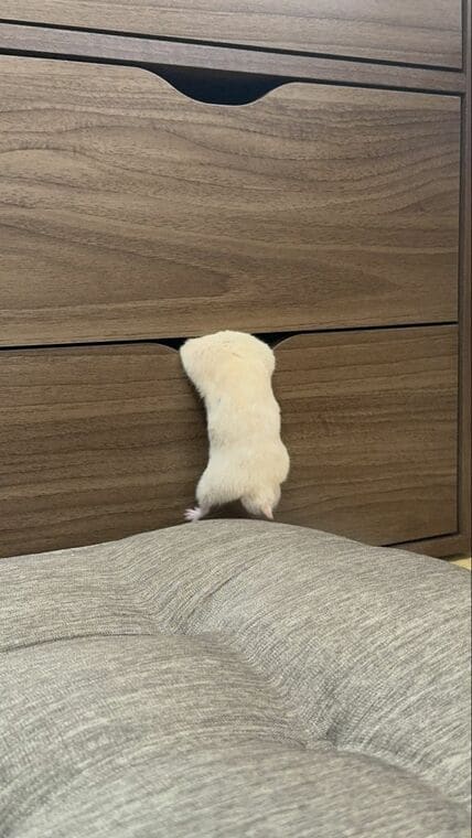 「身体が大きく成長」したハムスター　引き出しの隙間に入ろうと奮闘する姿がかわいい