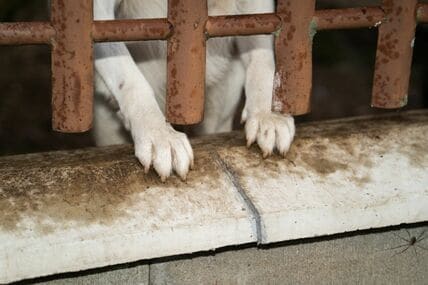 足が麻痺して動けなくなった高齢犬、リハビリに励み仲間と幸せに暮らす姿に反響