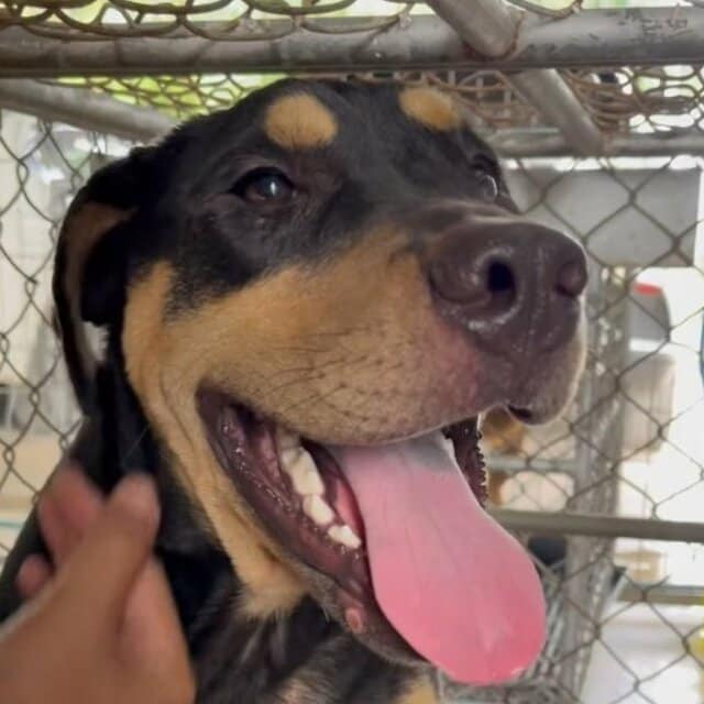 事故に遭った地域犬　骨折を乗り越えて「再び歩き出す姿」に心が温まる