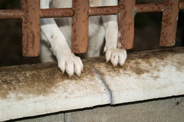 重度の腫瘍を抱え、メキシコの路上で暮らしていた犬を保護。治療を乗り越えアメリカで掴んだ現在の幸せに喜びの声が続出