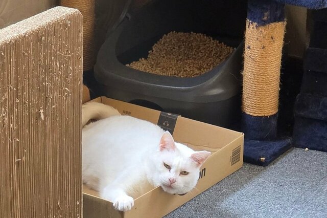 飼い主に触れてほしい時の「猫の顔」が話題　貫録たっぷりの表情に「いかつい」