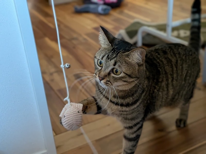 ダイソー　セルフ猫じゃらし（ねずみ）