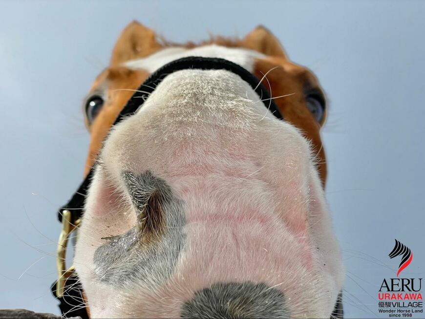 出所：うらかわ優駿ビレッジAERU