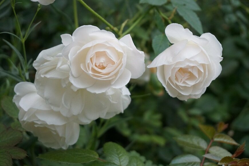 バラ　MayVantZ/istockphoto.com