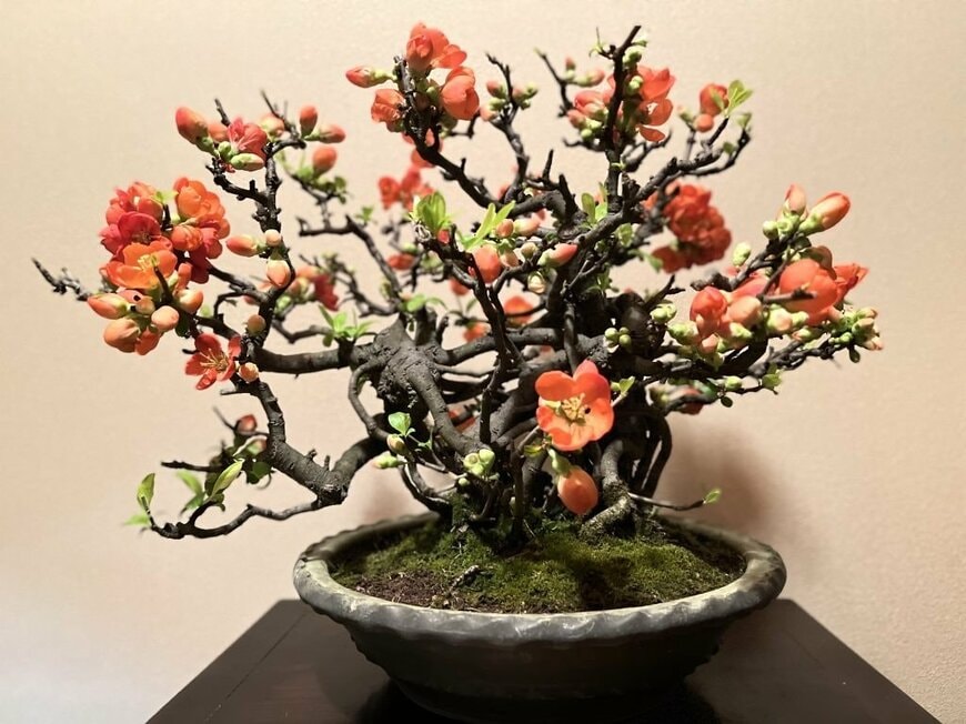 出所：@zeitaku_tanukiさんのnoteより引用