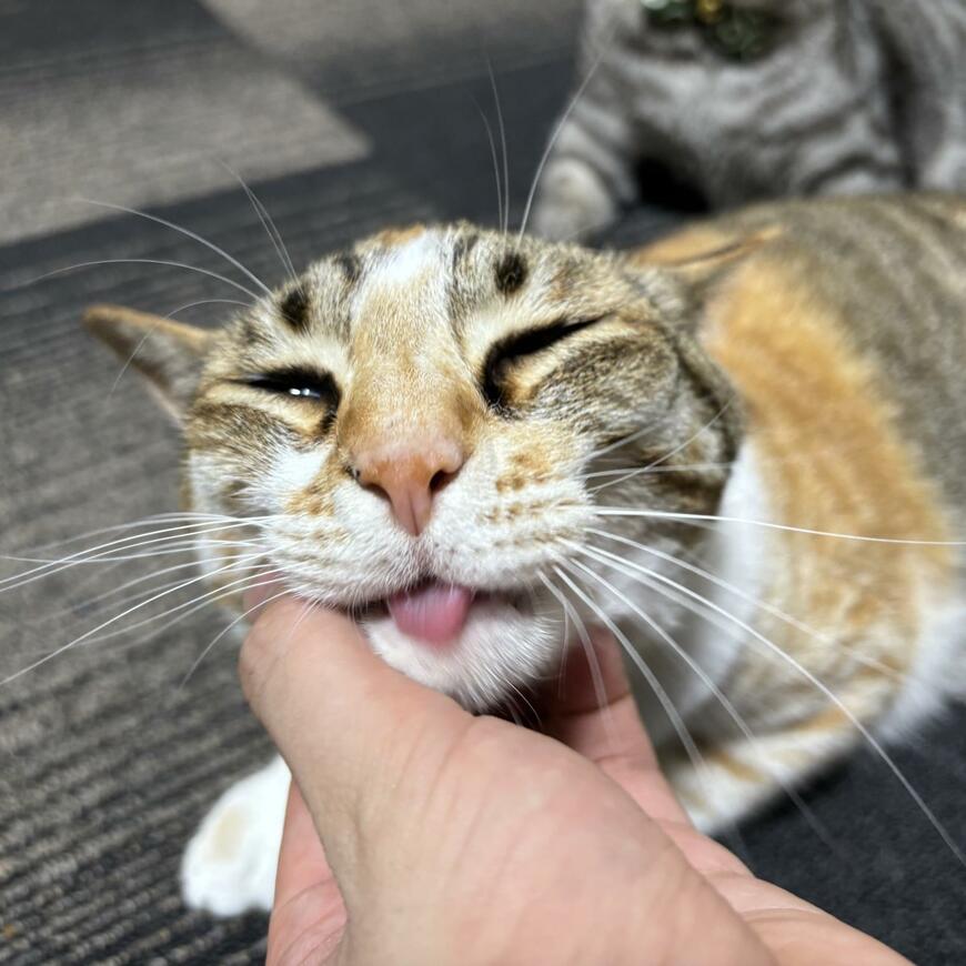 猫の喉をなでなでしたら…　あまりにもかわいい「猫さんからのお礼」に見入ってしまう