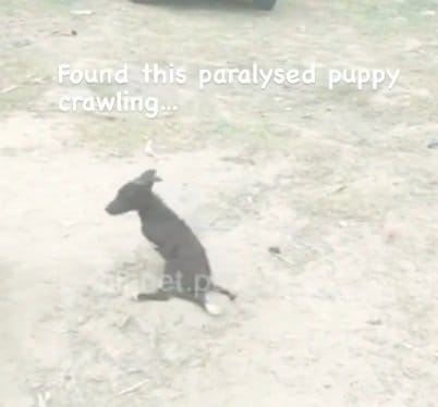 麻痺して道路を這っていた子犬「ビジュリー」、懸命な治療で少しずつ回復する姿に感動