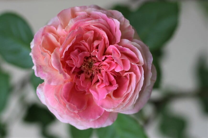 Kanittha Srivajirothai/shutterstock.com