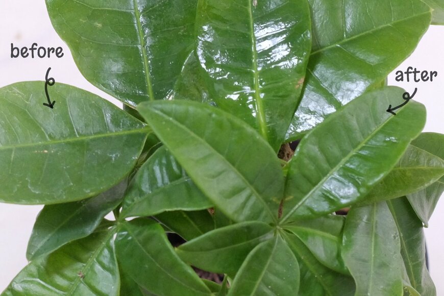 筆者撮影（無印良品 観葉植物用 リーフクリーナー使用前後、パキラ）