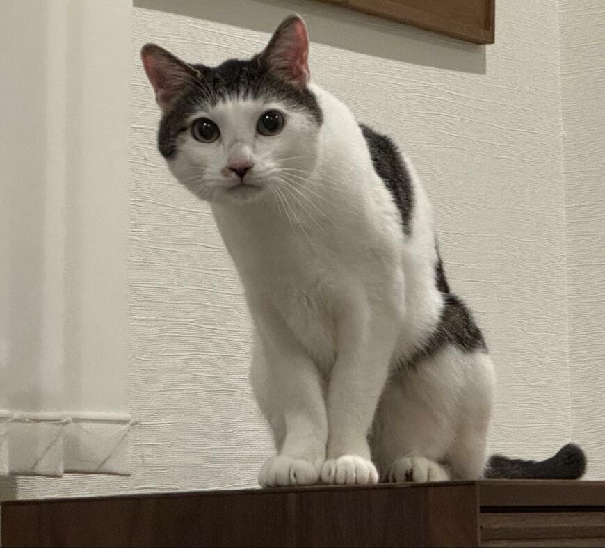 出所：@Saeroyi_cat