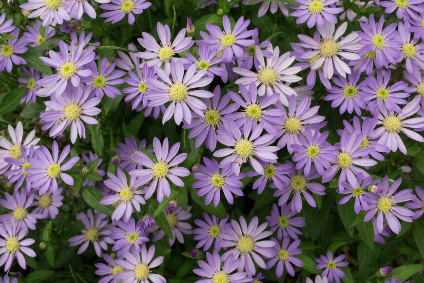 yuruphoto/shutterstock.com