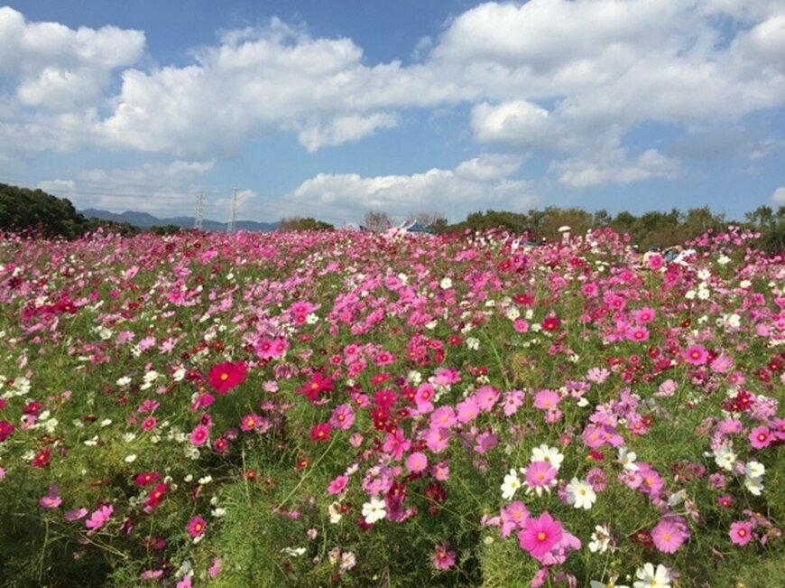 画像出所：daruma1108 /写真AC