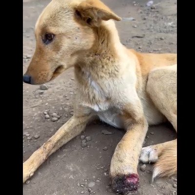 「足をひどく負傷した犬」親切な人に助けられ、楽しそうに駆け回って遊べるほどに回復！