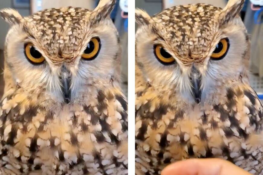 出所：@NORIKO_Rye