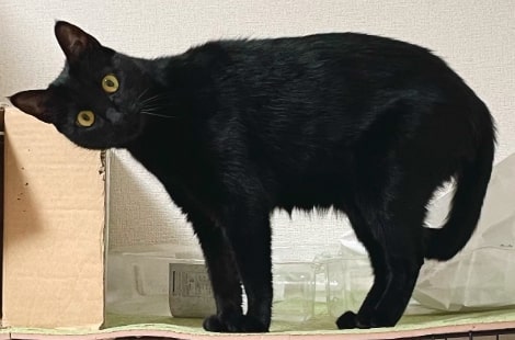 出所：@Teagle_Noir