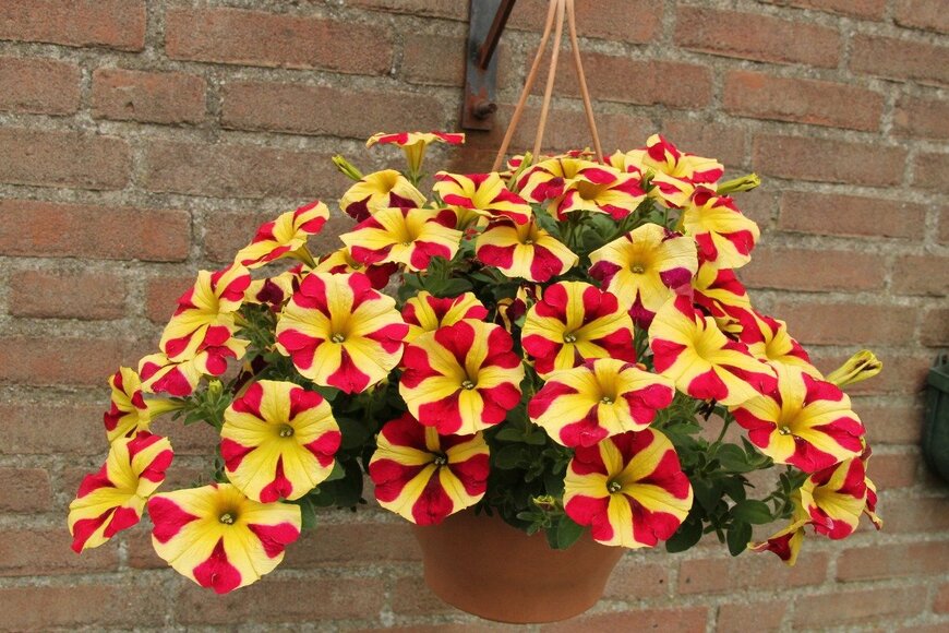 Angelique Nijssen/istockphoto.com