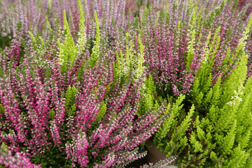 anela.k/shutterstock.com