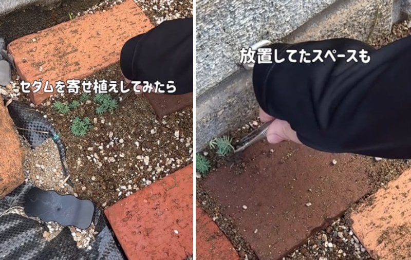 出所：＠taniku_succulents_life