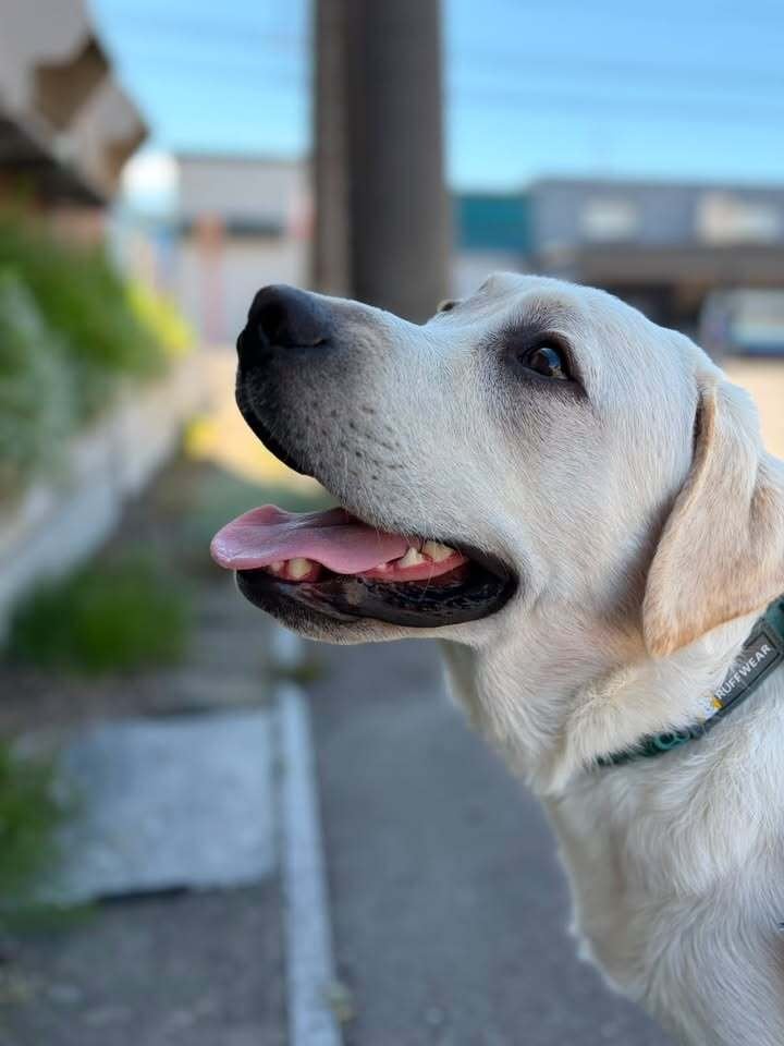 1週間ぶりのドッグランに来た犬　ワンプロで見せた「強烈な表情」に笑顔広がる