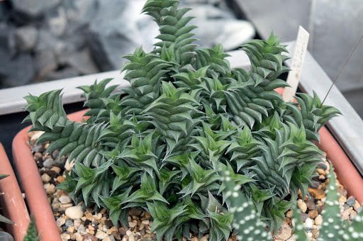 Alina Kuptsova/shutterstock.com