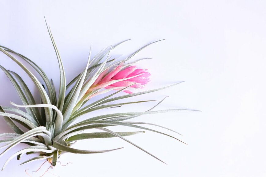 Rapeephun Pannim/Shutterstock.com