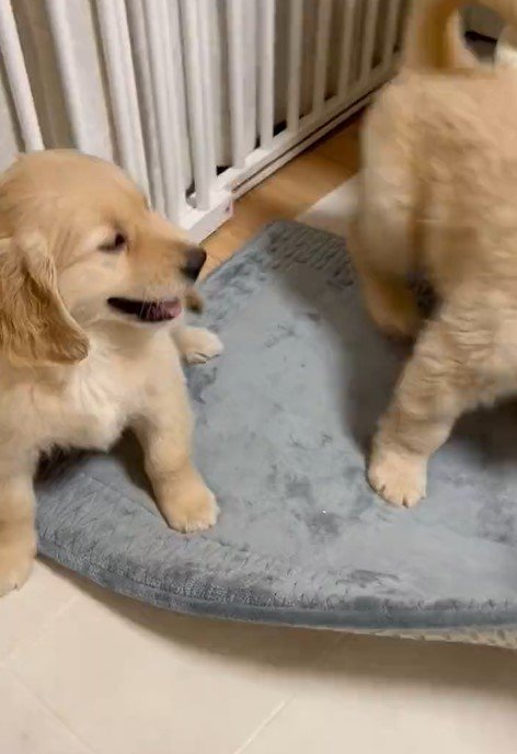 出所：@pu_channeldesu