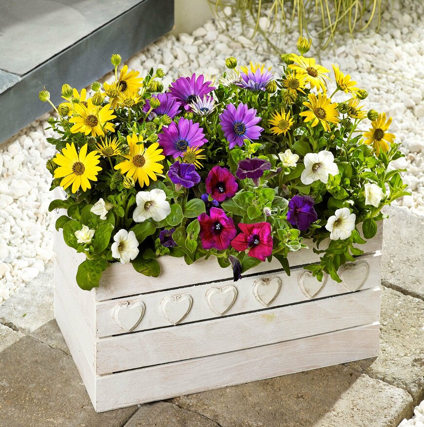 Gaf_Lila/shutterstock.com