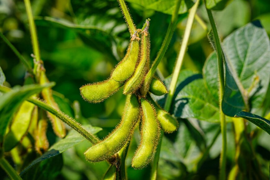 nnattalli/Shutterstock.com