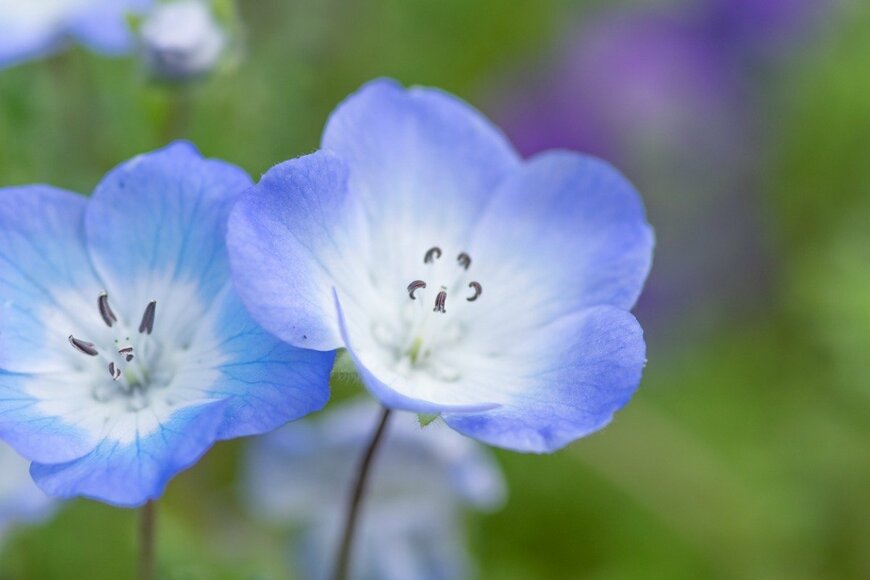 【ガーデニング】早春の庭はパステルカラーでキュートに！お洒落な花咲く多年草＆一年草6選