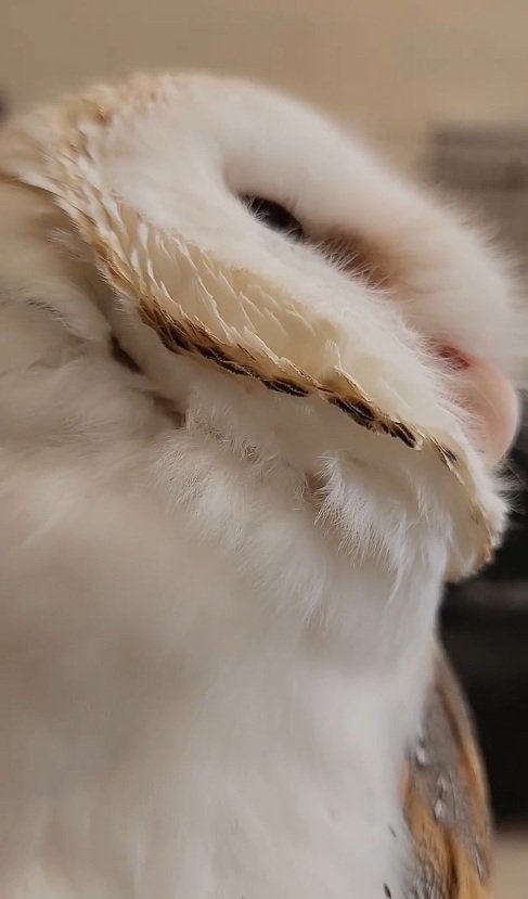 出所：@miki4wan108