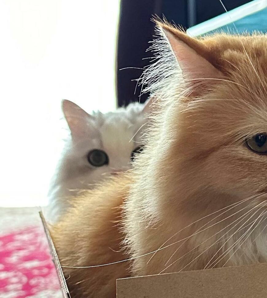 出所：@NEKOLAND13