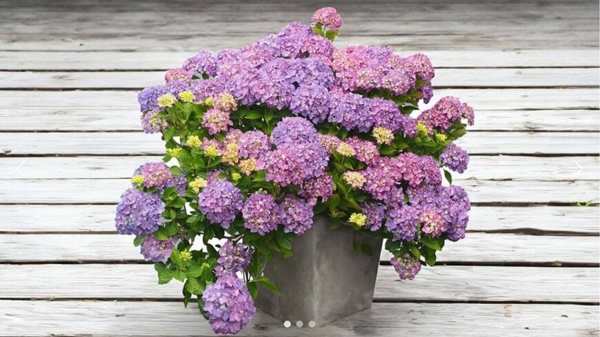 出所：PROVEN WINNERS（R）公式　アジサイ サマーメドレー　アリーバ