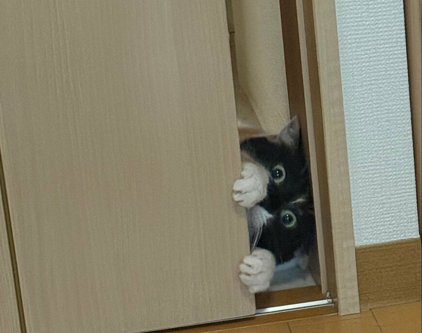 【後ろ注意！】元保護猫ちゃんのホラーな姿にドキッ…　怖いけどかわいい姿が話題に