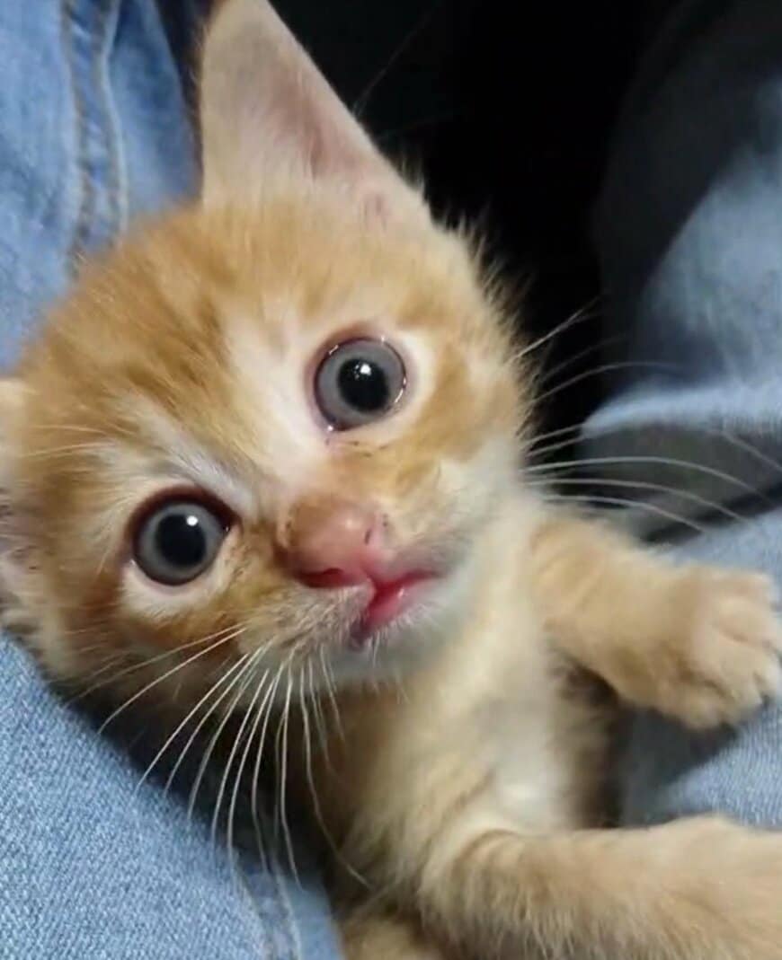 【子猫→成猫で激変】本当に同じ猫？目覚ましい成長ぶりに思わず笑ってしまう