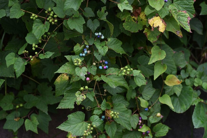 ノブドウ　tamu1500/shutterstock.com