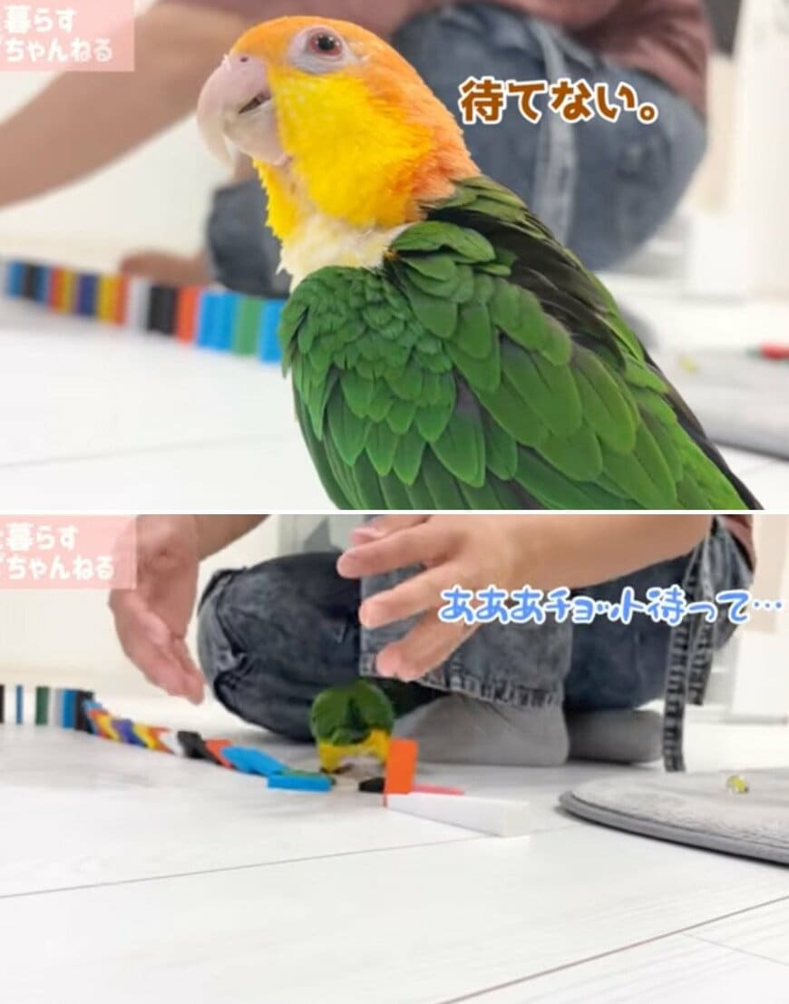 出所：@anz_omomiri