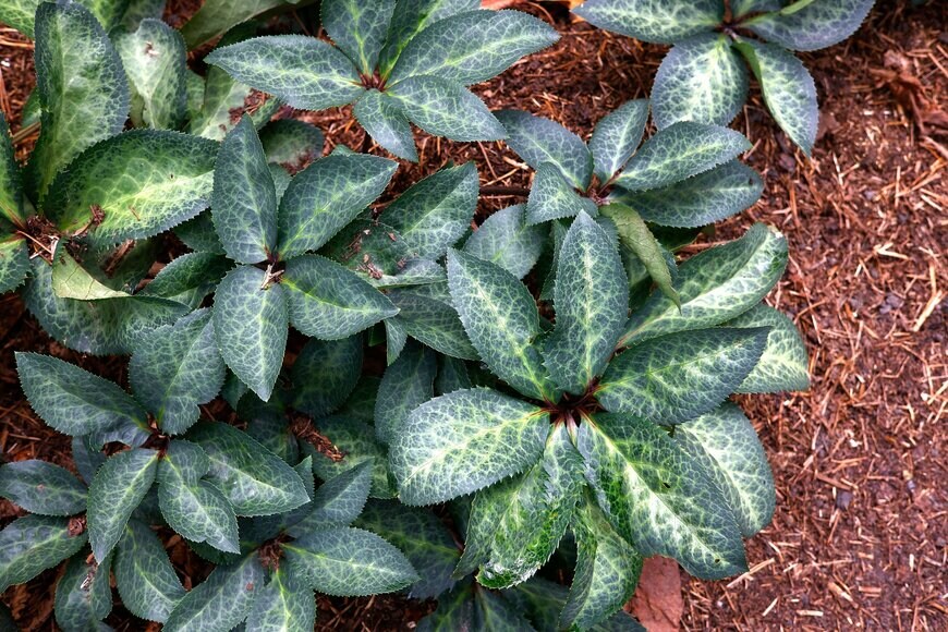 クリスマスローズの葉