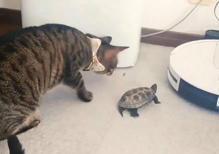 猫と亀